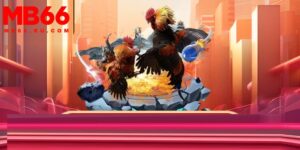 Chú ý mẹo đá gà dễ thắng cần hiểu rõ về luật chơi