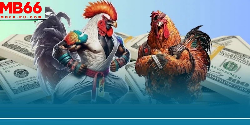 Đá gà tại MB66 hội tụ nhiều tính năng đặc biệt