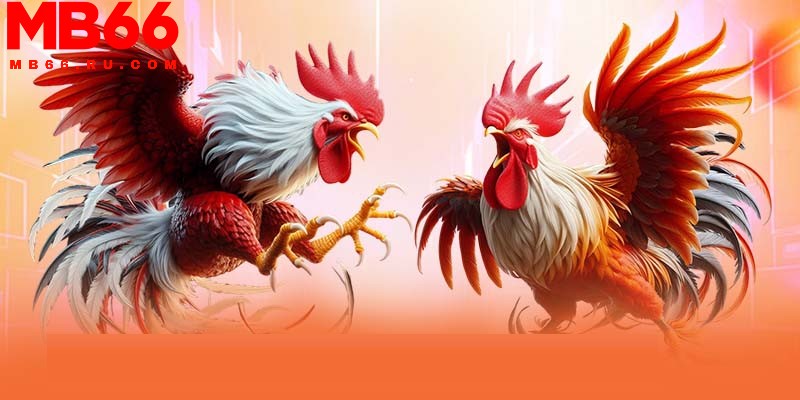 Xem ngày đá gà được các chuyên gia MB66 quan tâm